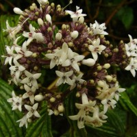 Hedyotis dendroides Alston